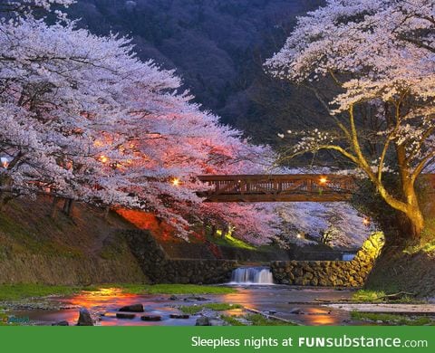 Cherry trees in Kyoto, Japan