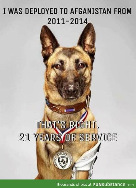 A true dog hero deployed to Afghanistan for 21 years