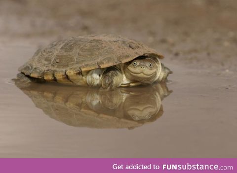 African helmeted turtle
