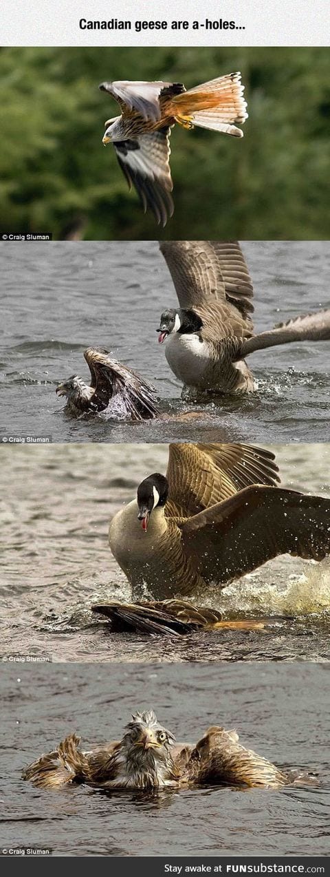 Beware of canadian geese