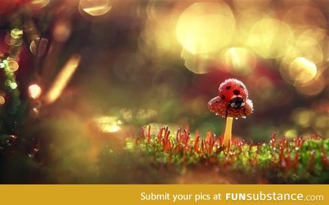 Ladybug perched upon a toadstool in the morning dew