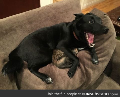 This overly excited dog protecting a kitten during a lightning storm!