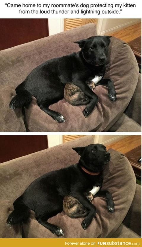 Dog protecting kitten