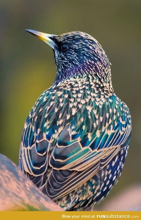 Starling