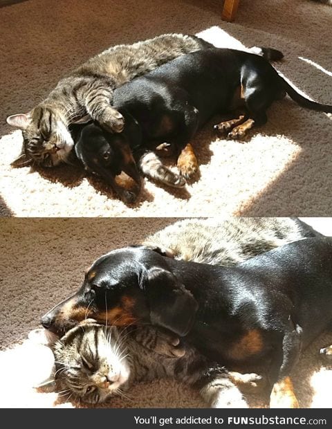 Cat and dachshund cuddling together in the sun