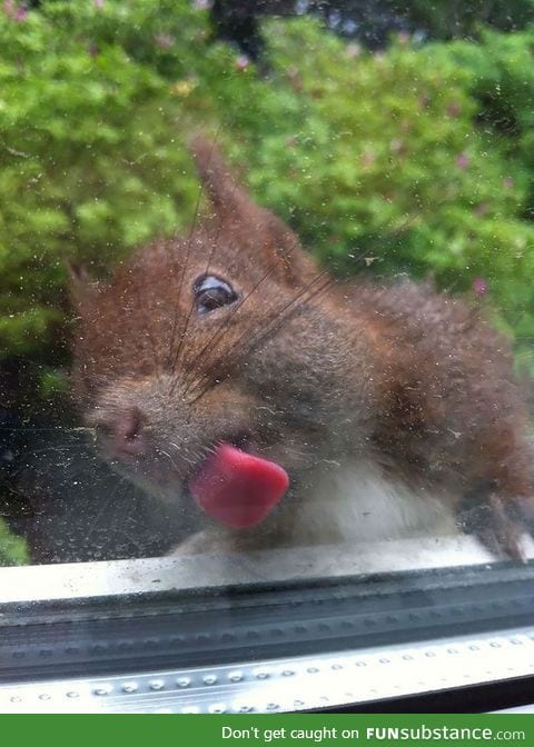 Squirrel licking a glass window