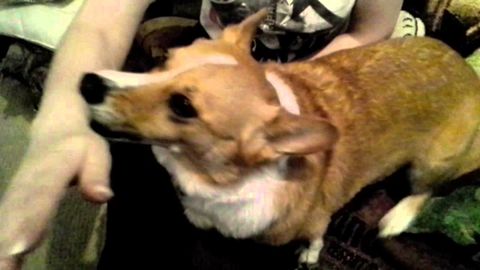 Corgi hates it when someone hits his owner