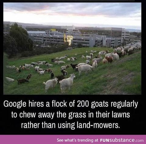 Google hiring goats, is this true?