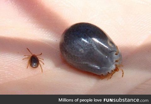 An Australian tick in "before" and "after."