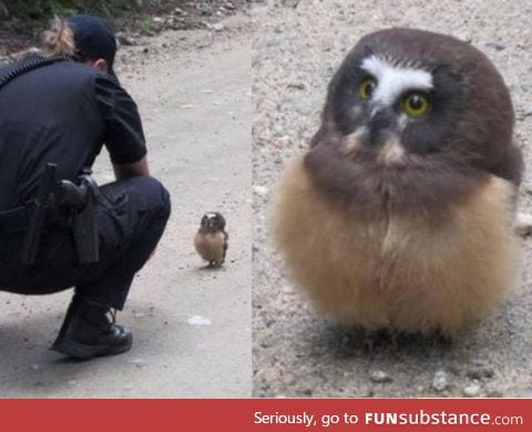 Baby owl faces off with deputy in Boulder