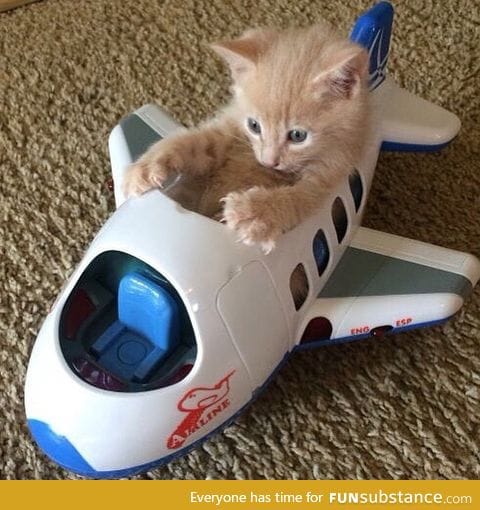 Kitten ready for takeoff