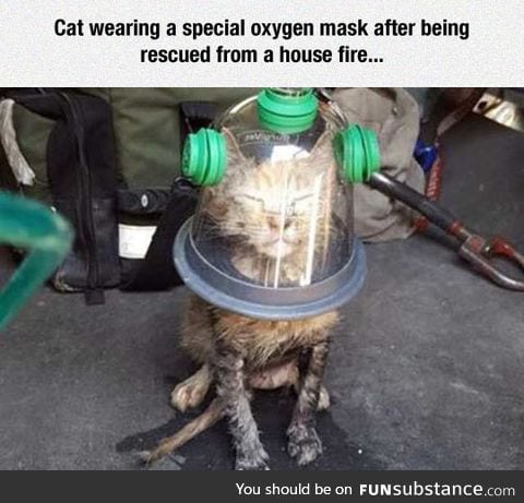 Cat's oxygen mask