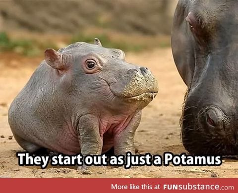 They grow the Hippo part later