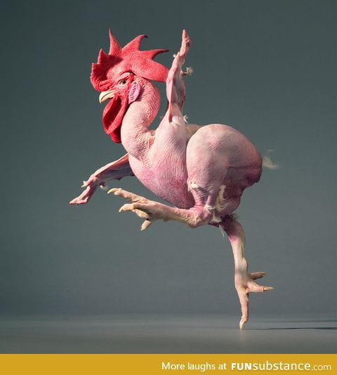 Featherless chicken