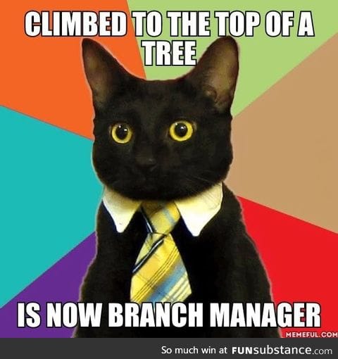 Business cat