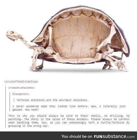 Tortoise have the weirdest skeletons