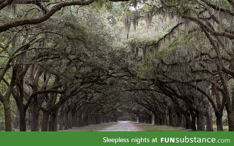 The entrance to an old plantation outside of Savannah Georgia