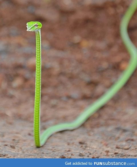 Vine Snake looks like a judgmental shoelace.