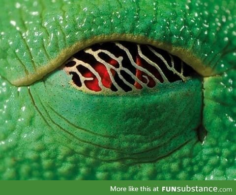 Eye of a Tree Frog