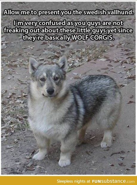 So husky wolf corgis exist