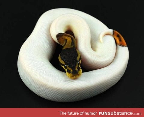 Beautiful example of a python exhibiting the "piebald" mutation