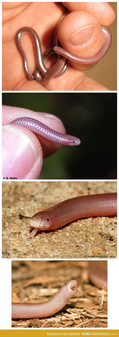 He’s a Western Blind Snake and he looks so happy!