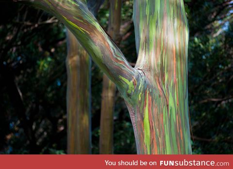 One of many rainbow eucalyptus trees in Maui, Hawaii