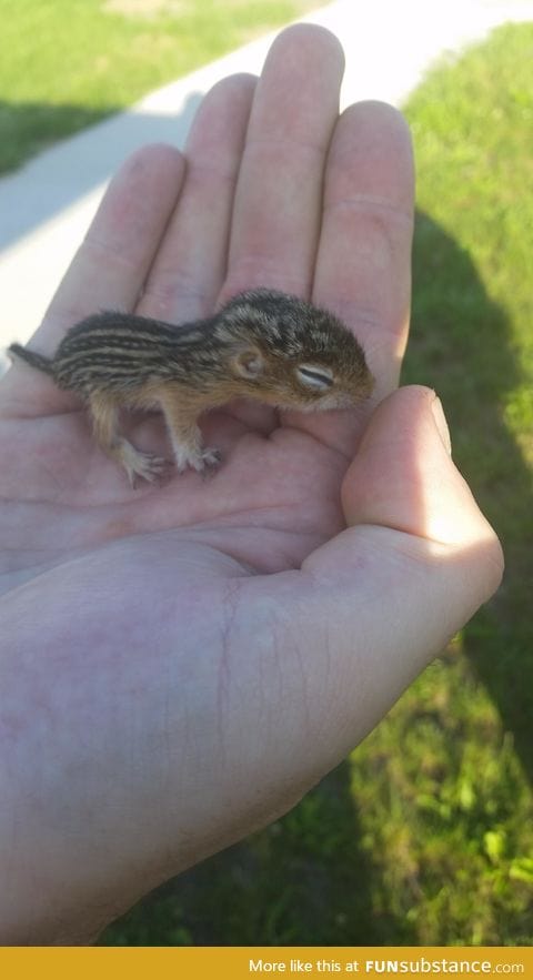 "I found this guy all alone in the grass"