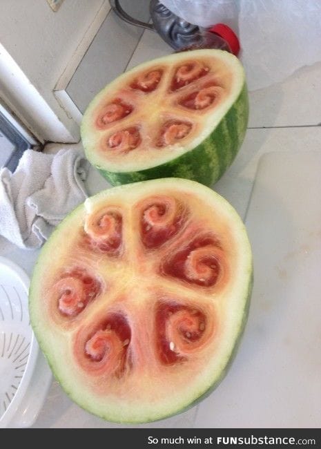 Unripened Watermelon 21st Century