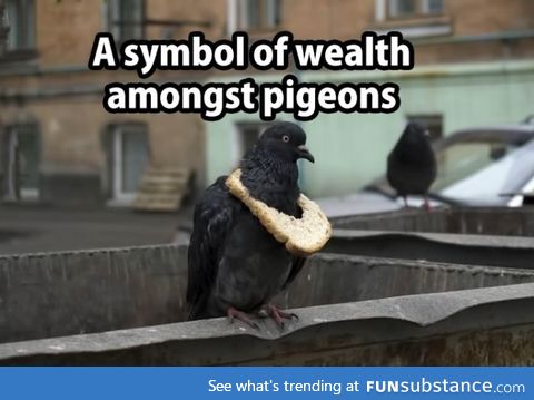 Pigeon swag