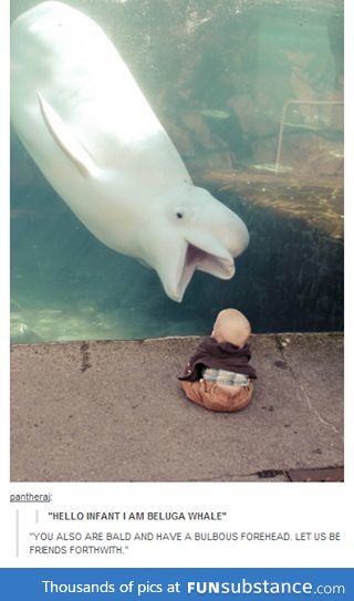 Beluga and Baby: Best friends forever