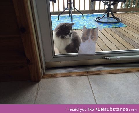 "I was desperate to find a cat, so I taped a decoy to my glass door... It worked"