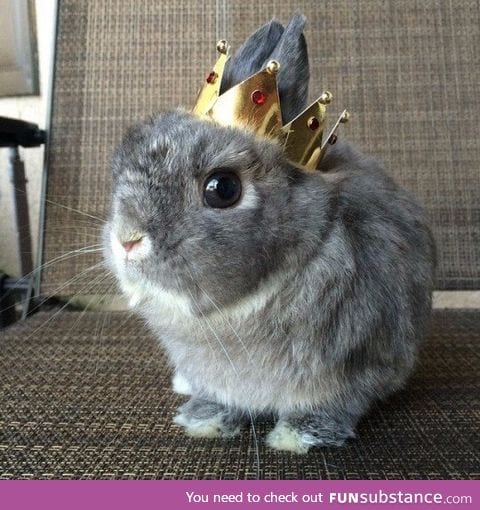 Day 267 of your daily dose of cute: All hail the royal bun!!