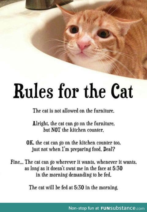 Rules for every cat