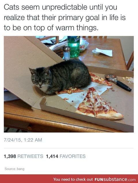 Cat's life goals