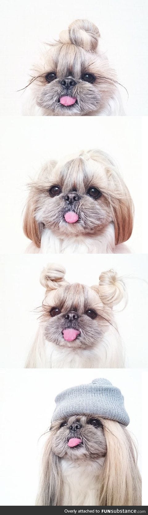 When your dog asks for a new hairstyle