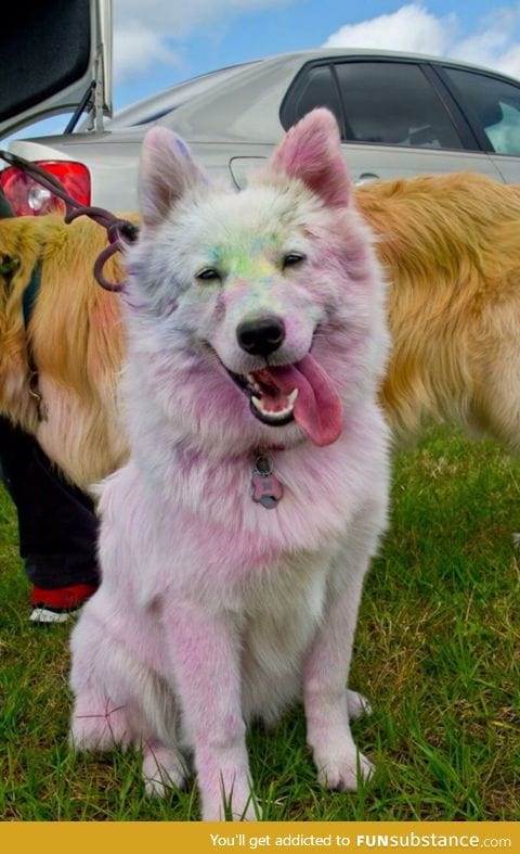 This dog went on a color run!