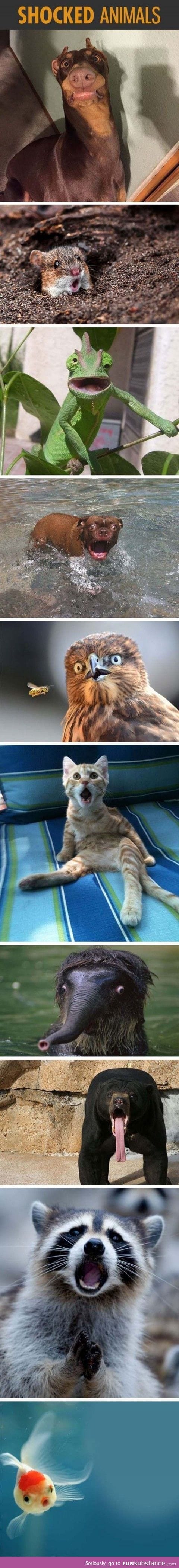 SHOCKED ANIMALS