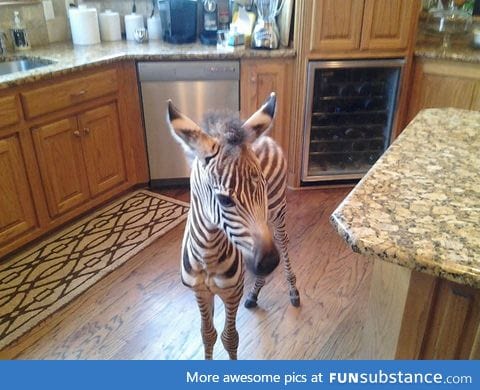 the moment when you walk into your kitchen and there's a zebra