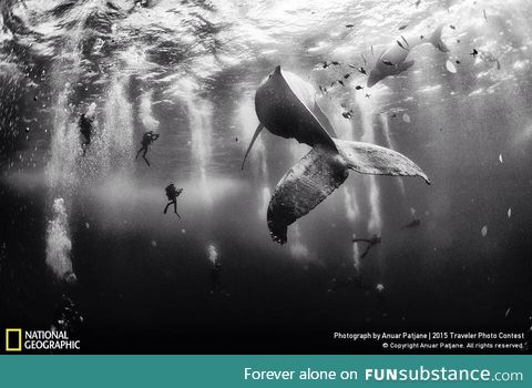 2015 National Geographic Travelers Photo Contest "Whale Whisperers"