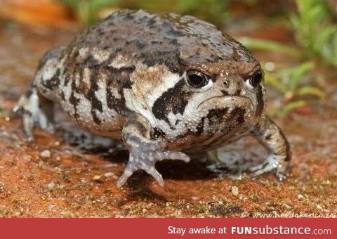 This frog looks like every person who's asked to speak to the manager in a retail setting