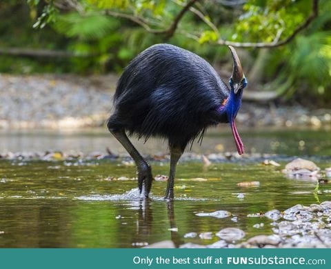 Modern Velociraptor (Cassowary)