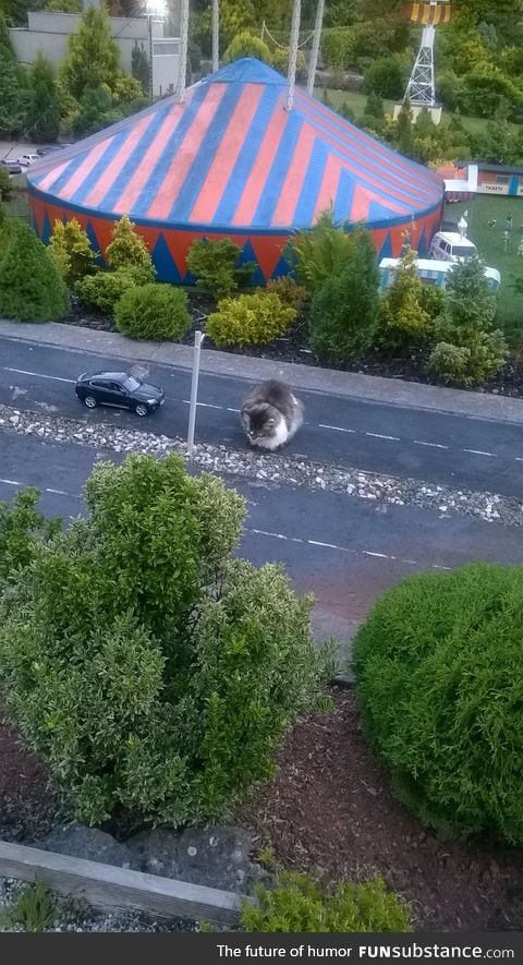 A cat wandered onto a miniature village