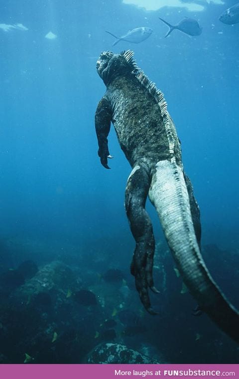 Marine iguana