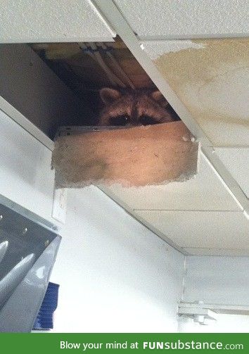 Found this guy staring at me at work..Whole head takes up opening of ceiling tile