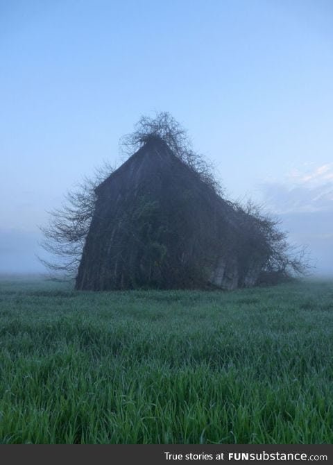 Abandoned and reclaimed by nature