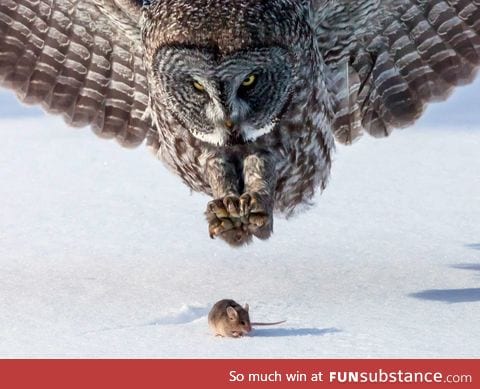 Owl right before it catches a mouse