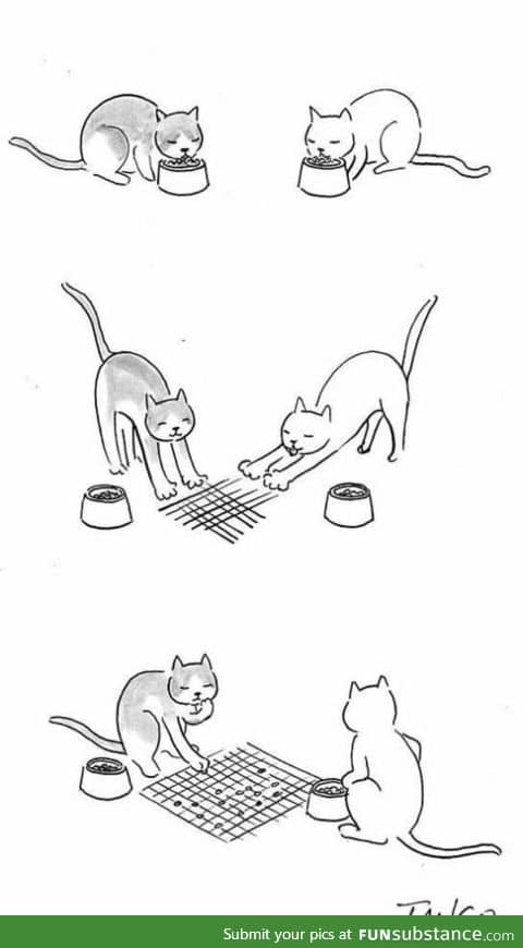 The intelligence of cats