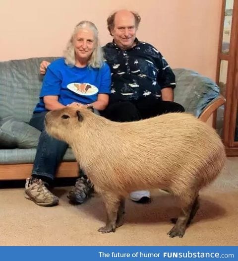 Capybara, the world's largest rodent and apparently an acceptable pet in the UK