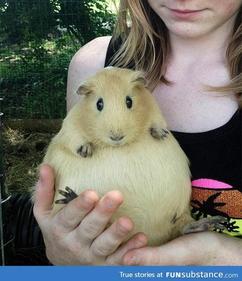 A pregnant guinea pig